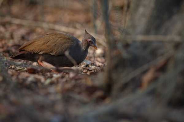 Choosing the Right Firearm and Ammunition for Quail Hunting