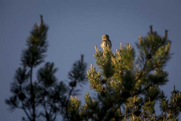 Choosing the Right AGM NVGs for Night Bird Hunting in Arizona