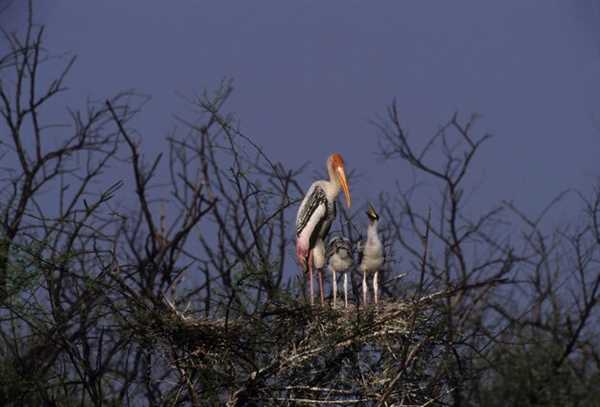 Legal Considerations for Night Hunting in Arizona
